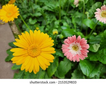 Close Up Of Yellow And Pink Flower Petals And Pollen Texture