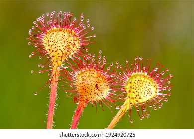 Close up of yellow red sundew drosera carnivorous plant with sticky drops to catch insects in nutrient poor ecosystems as protected raised bogs in the Netherlands with a light green background.