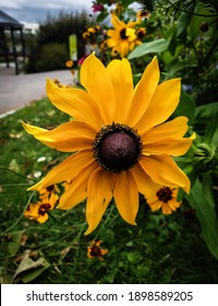 Close Up Of A Yellow Rudbeckia In A South France Garden