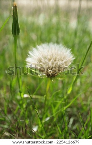 Close up of yellow salsify