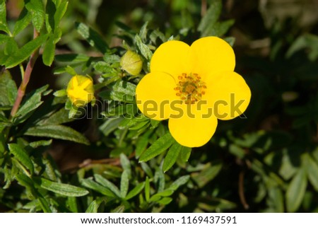 Close up of a yellow Shrubby Cinquefoil flower.  Also known as Bush Cinquefoil, Golden Hardhack, Shrubby Five-finger, and Tundra Rose. Colonel Samuel Smith Park, Toronto, Ontario, Canada.
