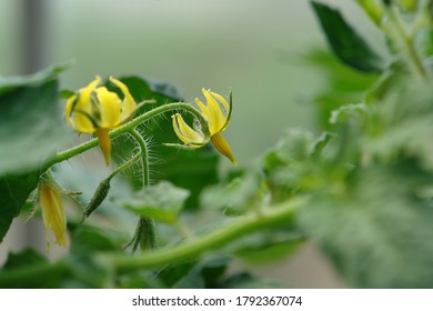 A close up of yellow tomato flower in full bloom, side view, selective focus, blurred background, space for text  - Shutterstock ID 1792367074