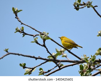 Close up of a Yellow Warbler in a tree