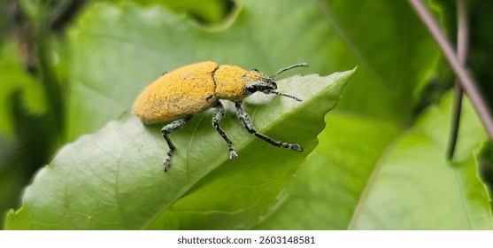 Close up of a yellow weevil bug on a green leaf. Blurred background.