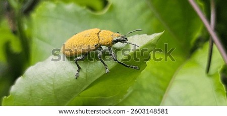 Close up of a yellow weevil bug on a green leaf. Blurred background.