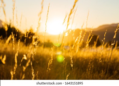 Close up of yellow wheat and grass in a field during sunset and golden hour - Powered by Shutterstock