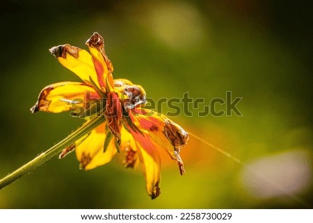 Close up of a yellow wilted flower