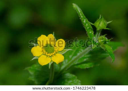 A close up of a yellow Wood Avens flower. Also known as Colewort, Herb Bennet, and St. Benedict's Herb, it is an invasive species in North Americs. Taylor Creek Park, Toronto, Ontario, Canada. Stock photo © 