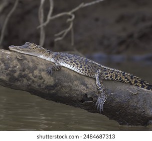 Close up of a young baby crocodile hatchling resting on a branch twig above the water; Saltwater crocodile (Crocodylus porosus) from Nilwala River Sri Lanka	 - Powered by Shutterstock