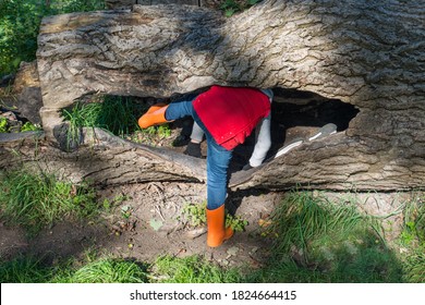 close up of young boy wearing bright orange colored wellington boots and red vest, climbing in a the hollow of a tree trunk outside in autumn sunshine