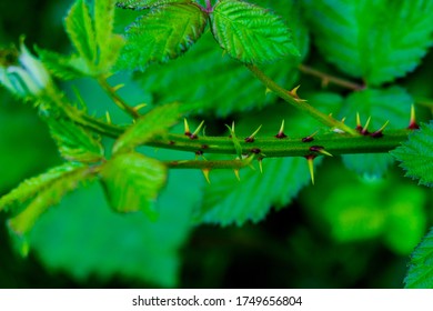 Close Up Of Young Bramble Stalk With Thorns