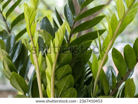 Close up of the young bright yellow green neon leaves of the Zanzibar gem on the balcony against the greenery of the garden.
Outdoor. Close-up. Macro. Tropical  ornamental plant. 