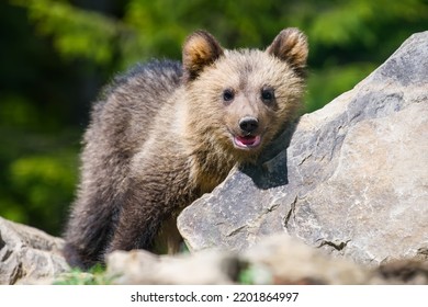 Close young brown bear cub in the forest. Wild animal in the nature habitat