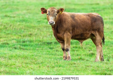 Close up of a young brown male calf or bullock facing front in green field.  Clean background with space for copy.  North Yorkshire, UK. Horizontal. - Shutterstock ID 2199879531