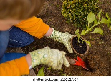 Close up a young Caucasian boy dressed in gardening gloves takes care of the garden, weeds in the garden. Growing plants, bio-organic food, vitamins. - Powered by Shutterstock