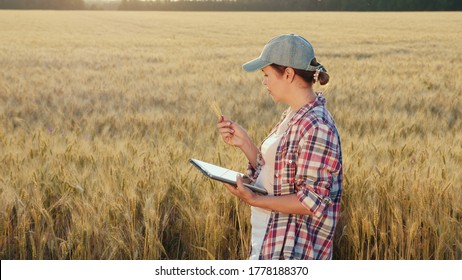 Close Up Of Young Caucasian Woman, Worker In Field, Standing In Golden Wheat Field And Using Tablet Computer. A Female Farmer In Cap Tapping And Scrolling On A Tablet Device In Sunlight Outdoor