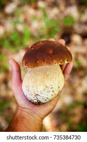 Close Up Of Young Cep Or Porcini Mushroom In Hand.