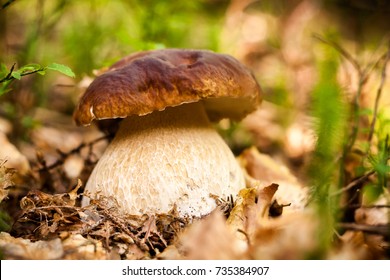 Close Up Of Young Cep Or Porcini Mushroom.