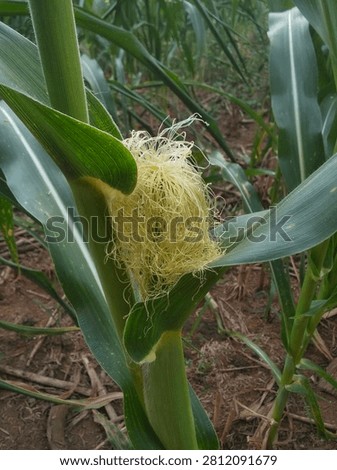 Close Up of Young Corn Cob with Silk on Green Cornstalk in Agricultural Field