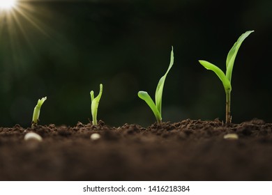 close up young corn growing step in farm - Shutterstock ID 1416218384