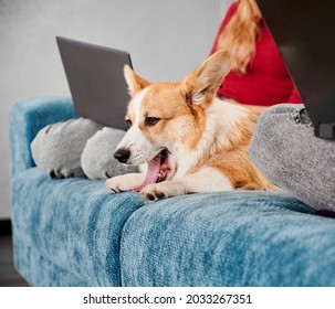 Close Up Of Young Couple Sitting On Sofa With Adorable Corgi And Working On Laptops While Spending Time At Home. Man And Woman Resting On Couch With Cute Dog And Using Modern Notebooks.