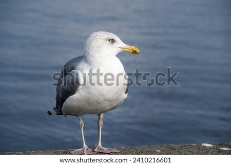 A close up of a young curious seagull.
