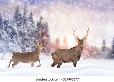 Close young deer in nature. Winter time - Powered by Shutterstock