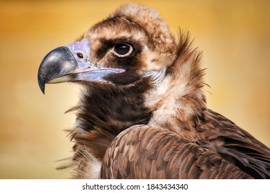 Close Up Of A Young Eurasian Black Vulture