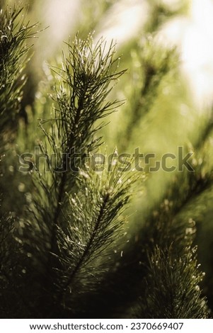 Similar – Image, Stock Photo Close up young evergreen pine tree branches with long its needles in the forest or park on sunny day. Christmas, New year gift card. Coniferous lush fir. Festive natural background