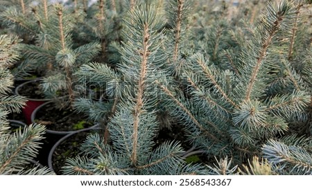 Similar – Image, Stock Photo Close up young evergreen pine tree branches with long its needles in the forest or park on sunny day. Christmas, New year gift card. Coniferous lush fir. Festive natural background