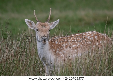 A close up of a young fallow deer buck called a pricket. Standing in long grass and looking forward.