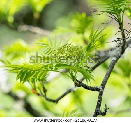 Close up of Young First Sorbs Tree Leaves