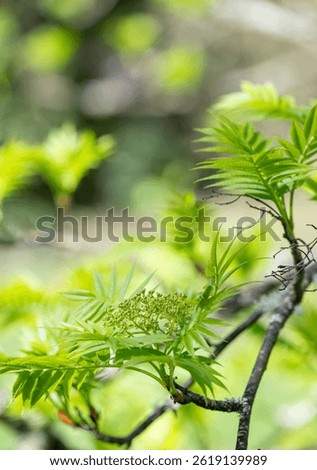Close up of Young First Sorbs Tree Leaves