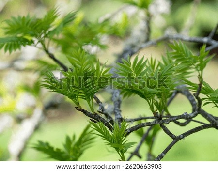 Close up of Young First Sorbs Tree Leaves
