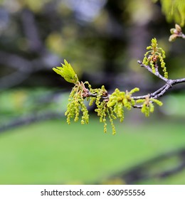 oak catkin