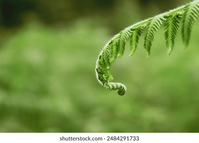 Close up of a young green fern grows in a forest in early spring. Fiddlehead Ferns spiral, concept of a nature background - Powered by Shutterstock