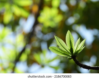 Close Up Young Green Leaf Spring On The Branch Of Sal Tree (Shorea Robusta Roxb.) On White Background, Shal, Sakhuwan