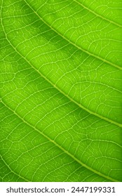 close up young green leaf texture, lush background