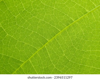 close up young green leaves texture