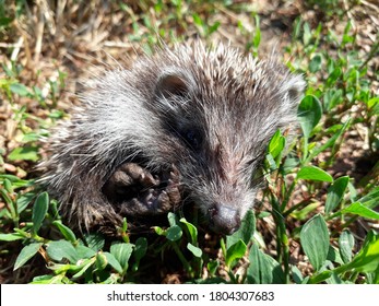 Close up of a young hedgehog lying in the grass.