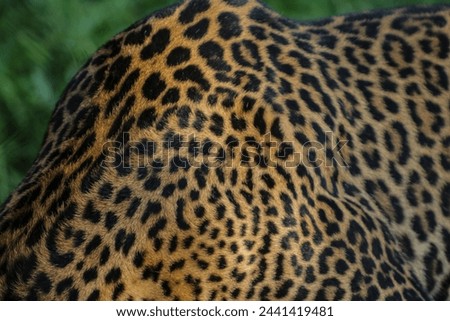 Close up young leopard in jungle