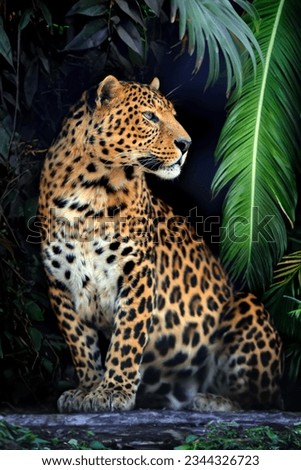 Close up young leopard portrait in jungle