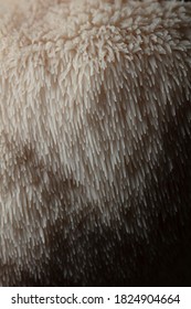 Close Up Of Young Lion's Mane Mushroom