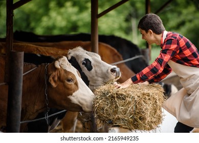 Close Up Young Man Farmer In An Apron Is Feeding His Cows With Bale Of Straw On His Cow Farm. Working On A Cattle Ranch.