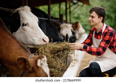 Close Up Young Man Farmer In An Apron Is Feeding His Cows With Hay On His Cow Farm. Working On A Cattle Ranch.