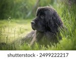 Close up of a young newfoundland dog laying in the grass, near the fence 