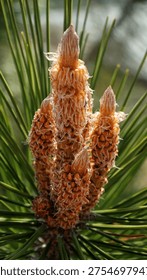 close up of young pine tree buds and new shoots emerging from a pine branch surrounded by green needles