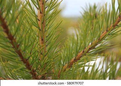 Close up of young pine tree and needles on it. Tree top. Green background picture.