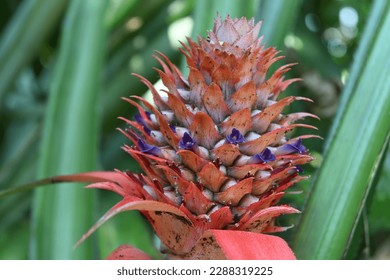 Close up of a young pineapple fruit (Ananas Comosus) with blooming purple color individual flowers
