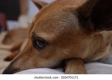 Close up a young puppy dogs eye and ear - Shutterstock ID 2034701171